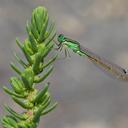 Image of Ischnura saharensis imported from iNaturalist.