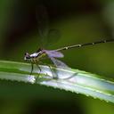 Image of Nesolestes robustus imported from iNaturalist.