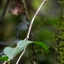 Image of Pseudagrion ampolomitae imported from iNaturalist.