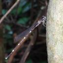 Image of Protosticta taipokauensis imported from iNaturalist.