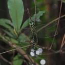 Image of Aeschnophlebia taiwana imported from iNaturalist.