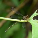 Image of Rhipidolestes okinawanus imported from iNaturalist.