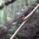 Image of Rhipidolestes yakusimensis imported from iNaturalist.