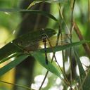 Image of Macromidia ishidai imported from iNaturalist.