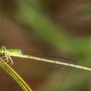 Image of Ceriagrion indochinense imported from iNaturalist.