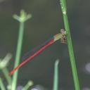 Image of Ceriagrion lieftincki imported from iNaturalist.