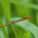 Image of Ceriagrion nipponicum imported from iNaturalist.