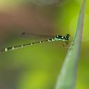 Image of Mortonagrion hirosei imported from iNaturalist.