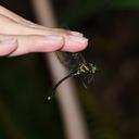 Image of Macromidia kelloggi imported from iNaturalist.