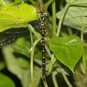 Image of Aeschnophlebia chiengmaiensis imported from iNaturalist.