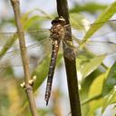 Image of Neallogaster ornata imported from iNaturalist.