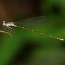 Image of Coeliccia kazukoae imported from iNaturalist.