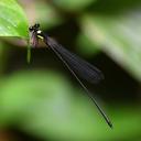 Image of Coeliccia yamasakii imported from iNaturalist.