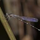 Image of Protosticta grandis imported from iNaturalist.