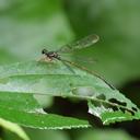 Image of Rhipidolestes asatoi imported from iNaturalist.