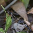 Image of Rhipidolestes owadai imported from iNaturalist.