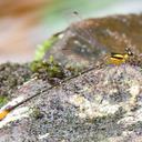 Image of Heteragrion itacolomii imported from iNaturalist.