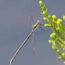 Image of Chlorolestes draconicus imported from iNaturalist.