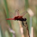 Image of Urothemis luciana imported from iNaturalist.