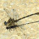 Image of Ceratogomphus triceraticus imported from iNaturalist.