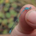 Image of Pseudagrion helenae imported from iNaturalist.