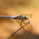 Image of Orthetrum robustum imported from iNaturalist.