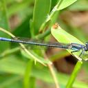 Image of Pseudagrion inopinatum imported from iNaturalist.