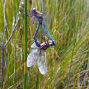 Image of Orthetrum rubens imported from iNaturalist.