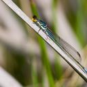 Image of Pseudagrion citricola imported from iNaturalist.