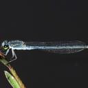 Image of Pseudagrion draconis imported from iNaturalist.