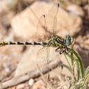 Image of Onychogomphus cazuma imported from iNaturalist.