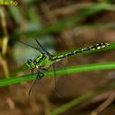 Image of Ophiogomphus obscurus imported from iNaturalist.