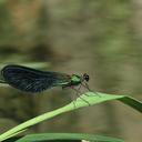 Image of Calopteryx samarcandica imported from iNaturalist.