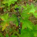 Image of Leucorrhinia intermedia imported from iNaturalist.