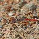 Image of Crocothemis divisa imported from iNaturalist.