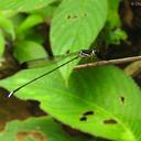 Image of Platysticta serendibica imported from iNaturalist.