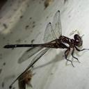 Progomphus approximatus