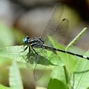 Image of Epigomphus pechumani imported from iNaturalist.