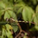 Image of Phyllocycla vesta imported from iNaturalist.