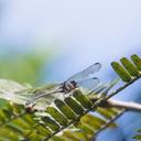 Image of Phyllogomphoides aculeus imported from iNaturalist.