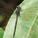 Image of Macrothemis brevidens imported from iNaturalist.