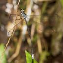 Image of Philogenia mangosisa imported from iNaturalist.