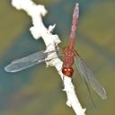 Image of Erythrodiplax cauca imported from iNaturalist.