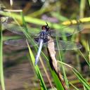 Image of Erythrodiplax chromoptera imported from iNaturalist.