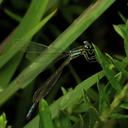 Image of Mesamphiagrion gaudiimontanum imported from iNaturalist.