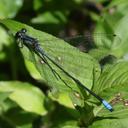 Image of Mesamphiagrion rosseri imported from iNaturalist.