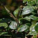 Image of Mesamphiagrion santainense imported from iNaturalist.