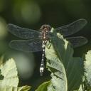 Image of Gomphomacromia paradoxa imported from iNaturalist.