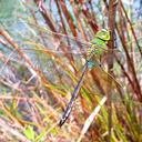 Image of Anax julius imported from iNaturalist.