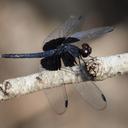 Image of Neurothemis oligoneura imported from iNaturalist.